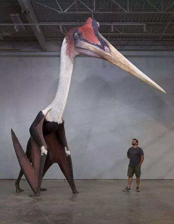 massive things with a human for scale - quetzalcoatlus dinosaur