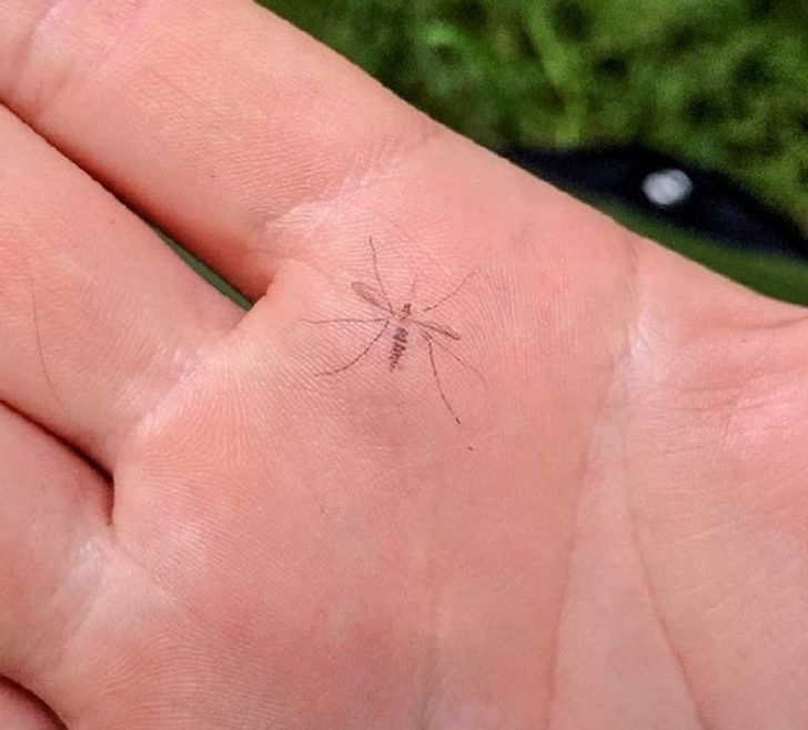 The mosquito I smashed left a print on my hand.