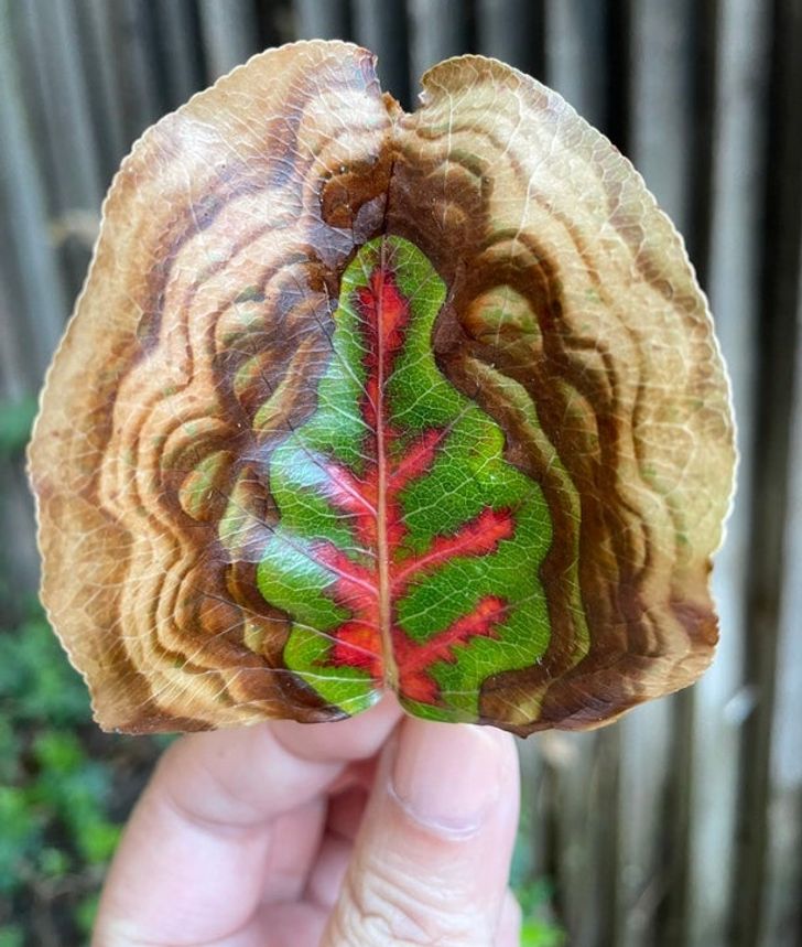 cool stuff people found - leaf