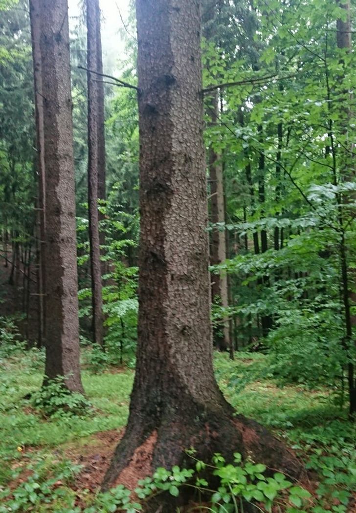 I went hiking in the woods after a heavy storm and noticed that only one side of the trees were wet.