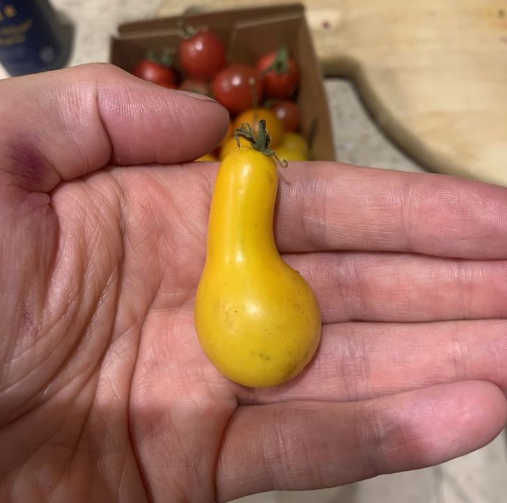 This cherry tomato looks like a mini squash.