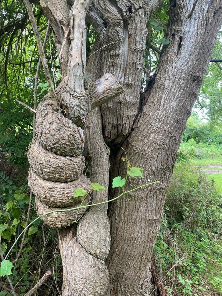 This tree looks like it’s giving a thumbs up.