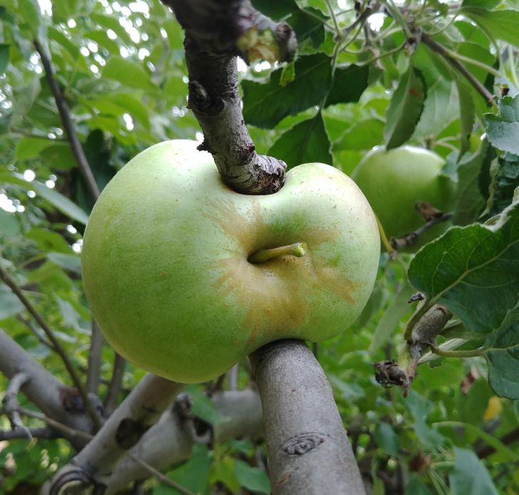 This apple grew between branches