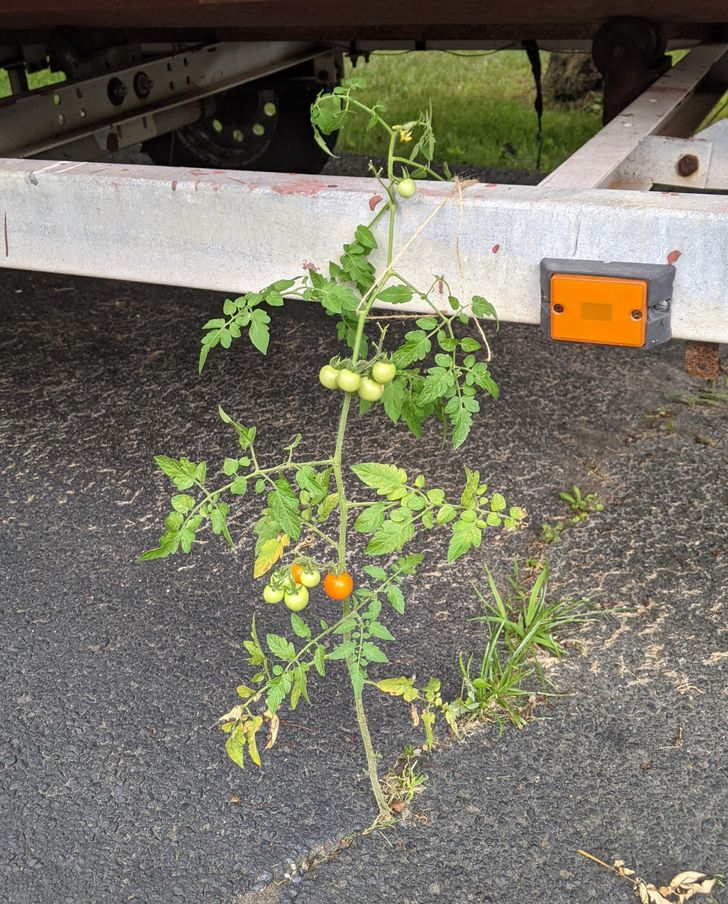 “The tomato growing in my driveway is doing well.”