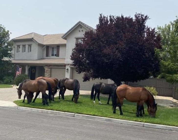 “There were wild horses in my neighbor’s yard this morning.”