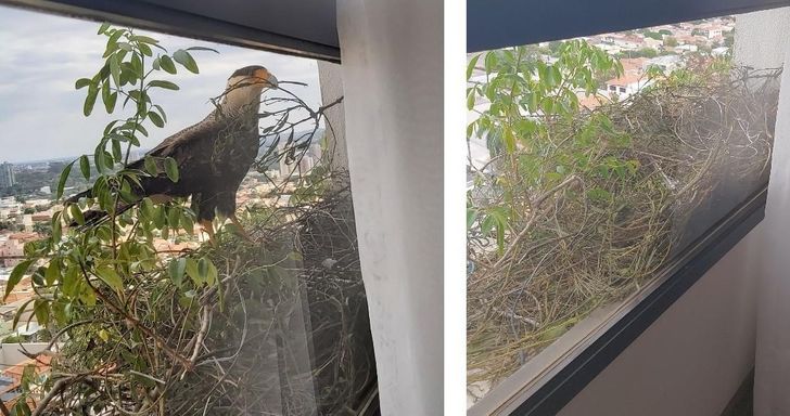 “2 eagles have decided to build a nest right outside my grandma’s window on the twelfth floor.”