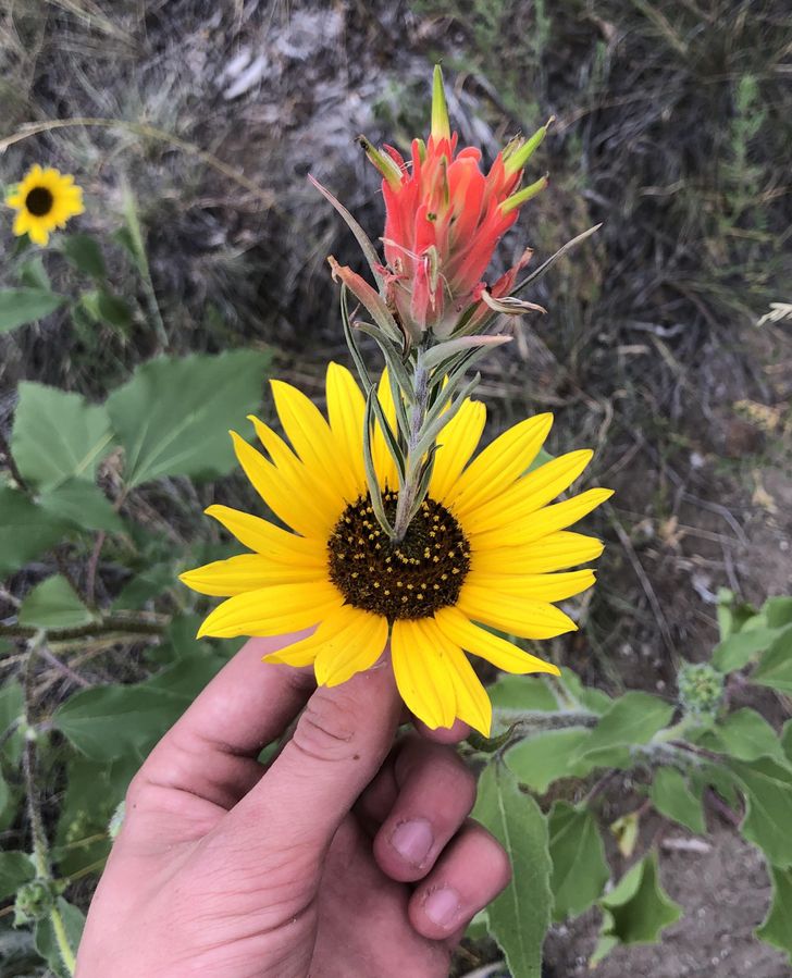 cool stuff people found - flower growing through a sun flower