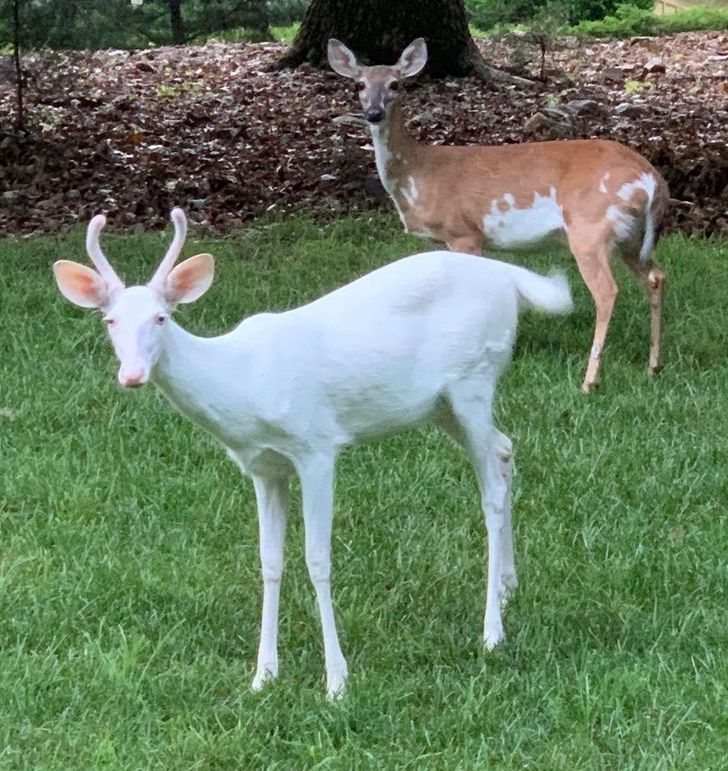 “The ghost deer that patrols our neck of the woods”
