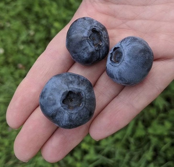 “Excessive rain resulted in huge blueberries.”