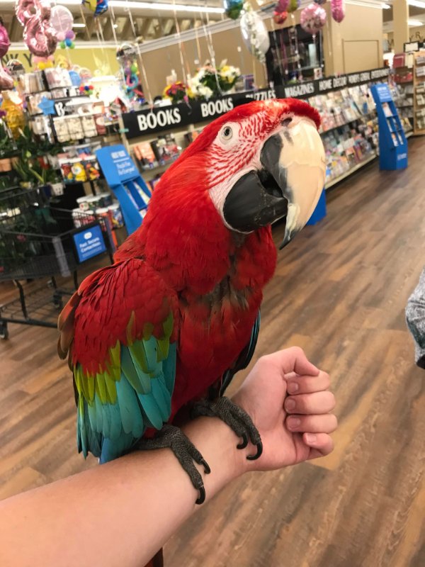 “Some lady brought in a macaw where I work and let me hold it.”