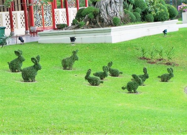 “Came across this family of shrub bunnies.”