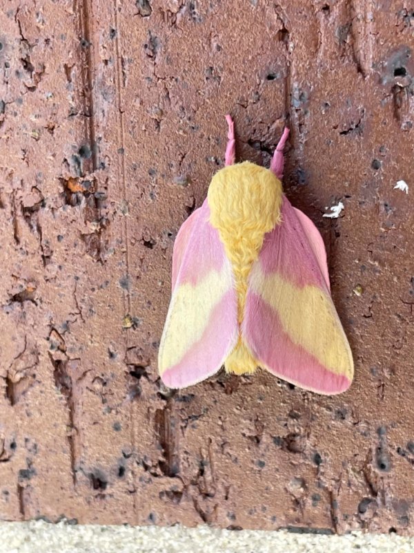 A pink lemonade moth.