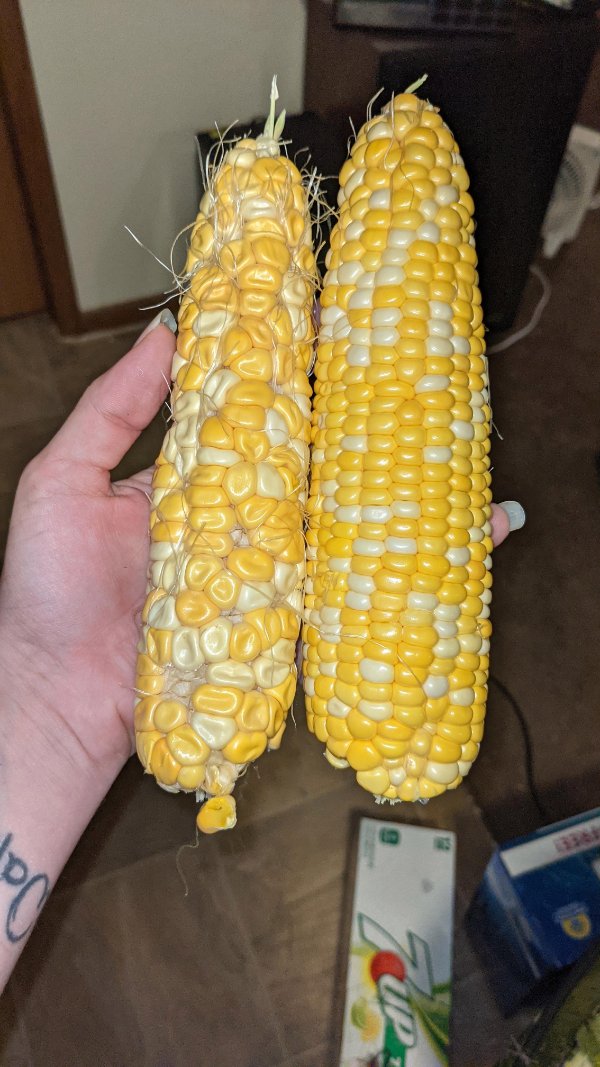 “This deformed corn, only one out of the bunch that looked like that.”