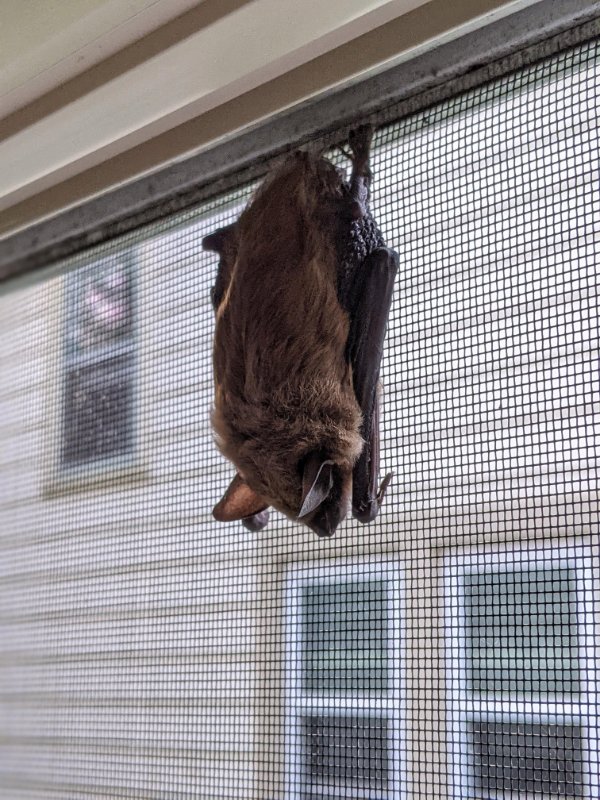 “This morning I found a bat sleeping in my window… INSIDE the screen.”