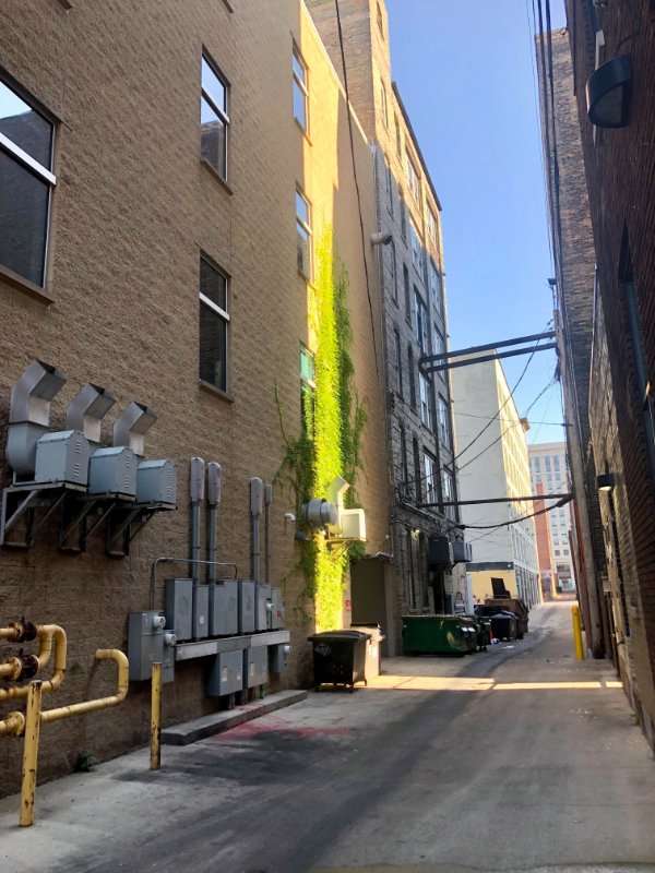 “This stripe of ivy in an alley where two buildings let some light through.”