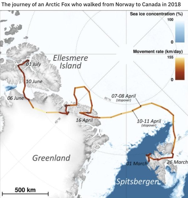 arctic fox journey norway to canada - The journey of an Arctic Fox who walked from Norway to Canada in 2018 Sea ice concentration % 100 o 900W Movement rate kmday 155 01 July Ellesmere Island 10 June 06 June 0708 April stopover 16 April 45'w 1011 April st