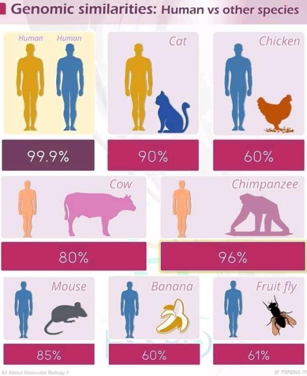 design - Genomic similarities Human vs other species Human Human Cat Chicken 99.9% 90% 60% Cow Chimpanzee 80% 96% Mouse Banana Fruit fly 85% 60% 61% All About Molecular Biowy Merous