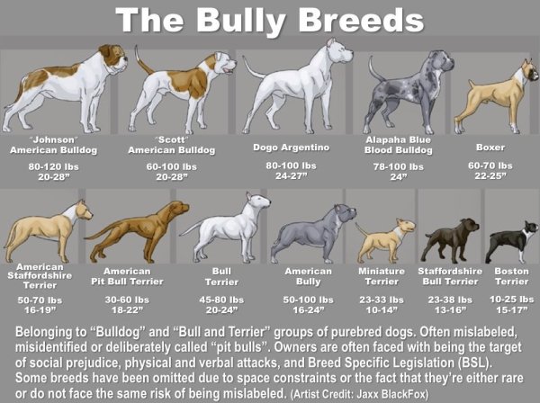 different types of staffies - The Bully Breeds Boxer "Johnson American Bulldog 80120 lbs 2028 "Scott American Bulldog 60100 lbs 2028" Dogo Argentino 80100 lbs 2427" Alapaha Blue Blood Bulldog 78100 lbs 24" 6070 lbs 2225" Bull Terrier Terrier 1025 lbs 1517