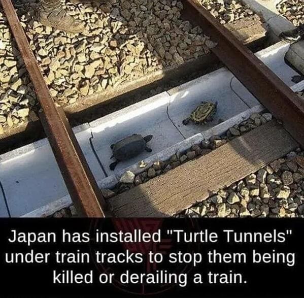 “Save the turtles”