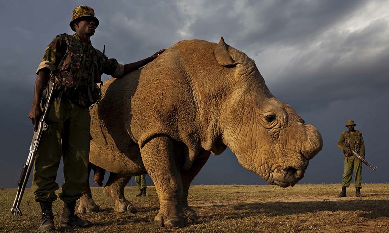 Sudan, the last male northern white rhino, and his armed guards. He died in March of 2018 at the age of 45