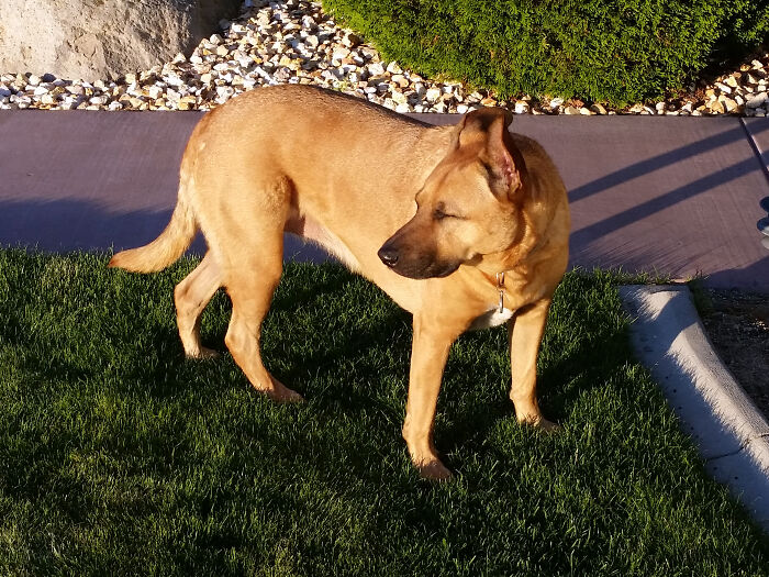 We lived in a neighborhood of townhouses. One neighbor let their dogs [poop] all over everyone’s lawn and never picked it up. We tried asking them, we tried picking it up and putting it on their doorstep, but they still refused to do it. My one neighbor decided to get a piece of it and smear it all over the front of the house. After that, they started picking it up.