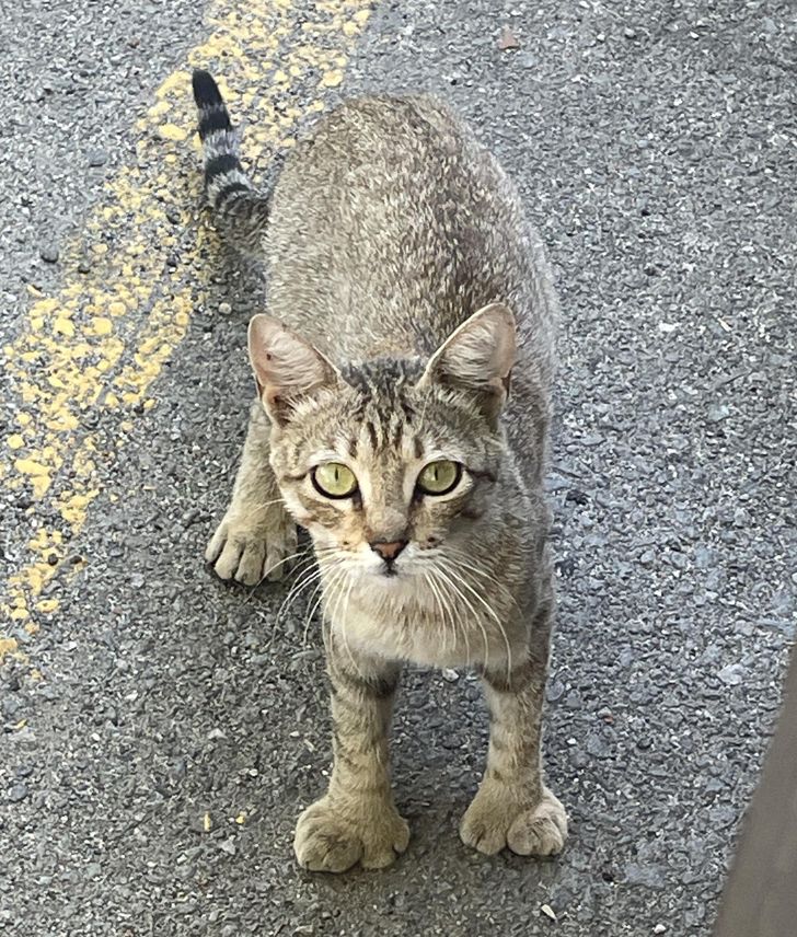 “This cat that lives in the parking lot at my job has extra toes.”