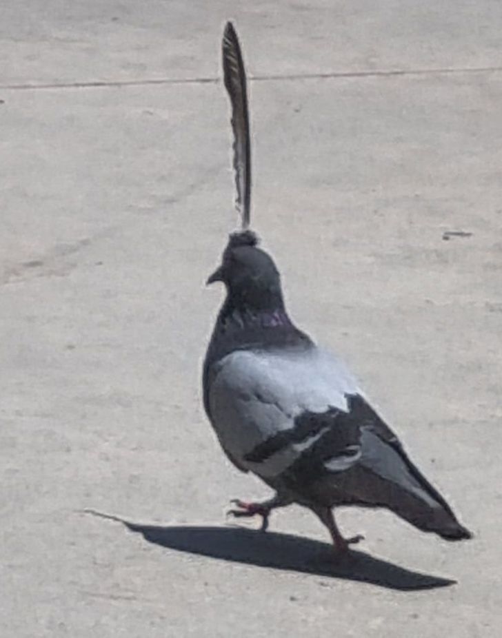 “I found a pigeon with one feather sticking out of its head.”