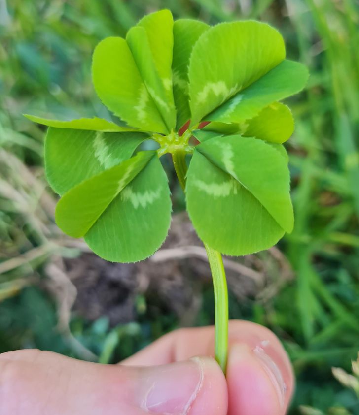 “I found a 7 leaf clover in the garden.”