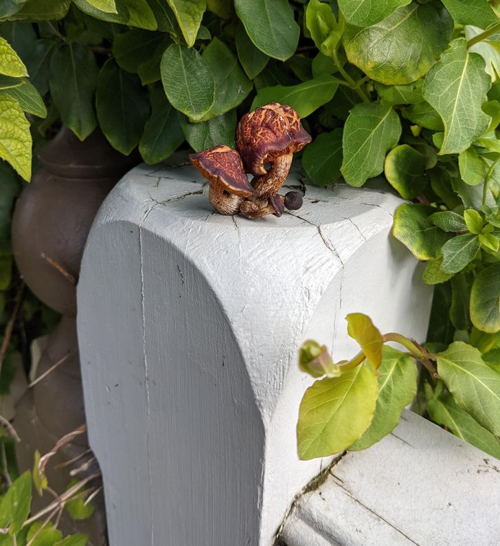 “This mushroom growing directly out of cracks in a fence post”