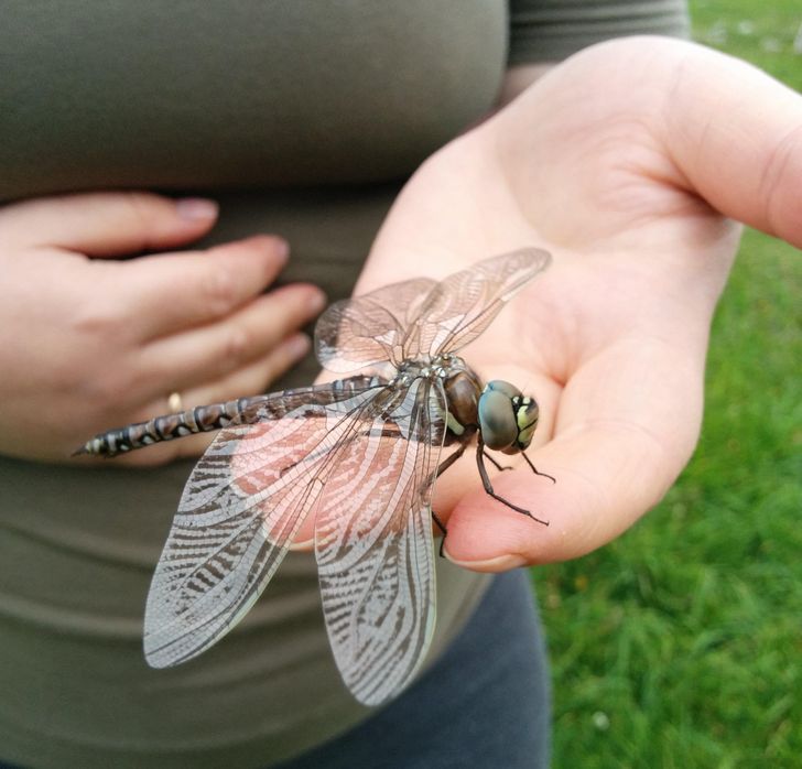 “A monster-sized dragonfly landed on me.”