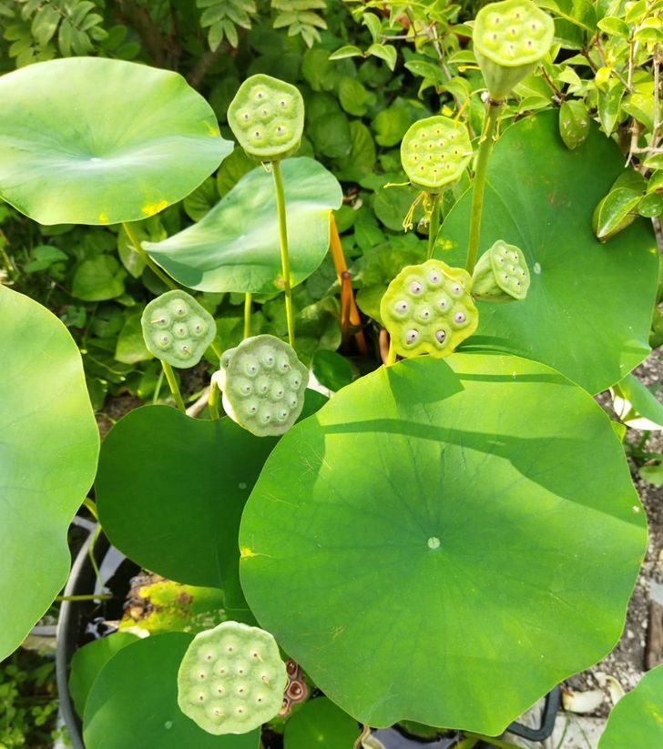 This lotus flower is watching you.