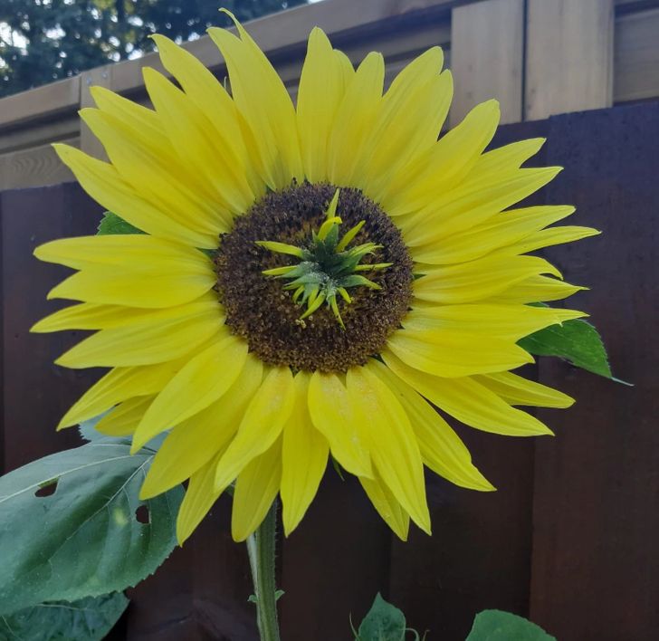 “One of our sunflowers has a double head and looks like Xenomorph from Alien.”