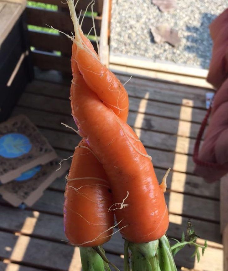 “My girlfriend pulled out a hugging carrot from the ground.”