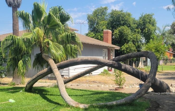 “I’ve seen knots in trees before, but this is ridiculous.”