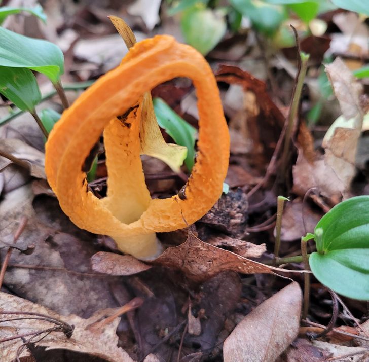 “This crazy-looking mushroom I saw the other day.”