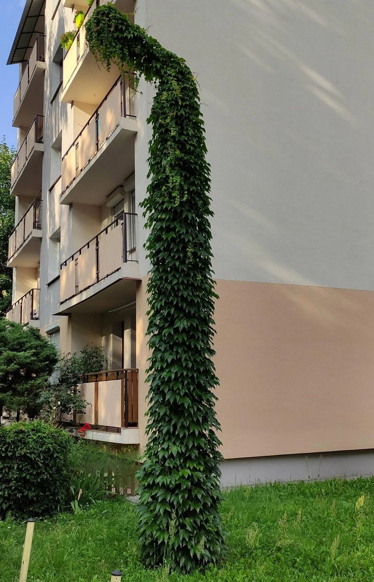 “Street lamp perfectly covered with vines and leaves”