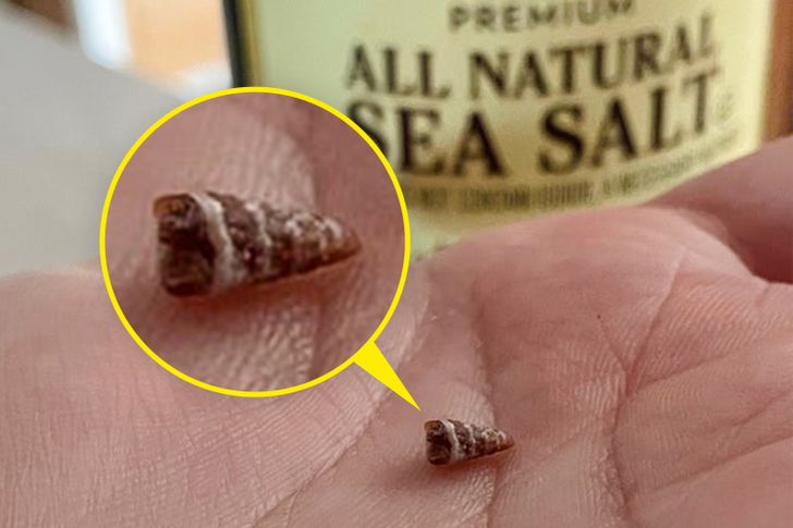 “Today, I found a tiny shell in my sea salt!”