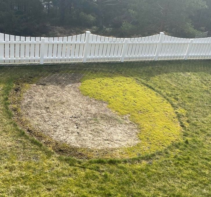 “My lawn made a natural yin-yang symbol after we removed our pool.”