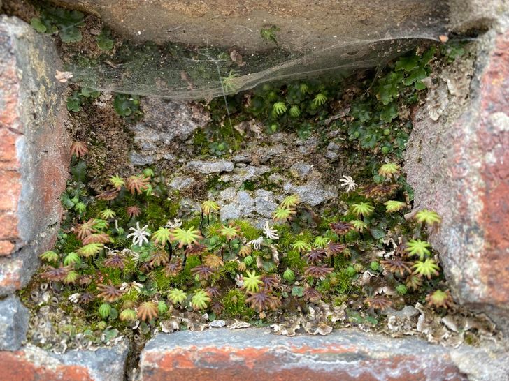 “A small hole in a wall I discovered outside the train station in my town looks like a forest at the foot of a mountain.”