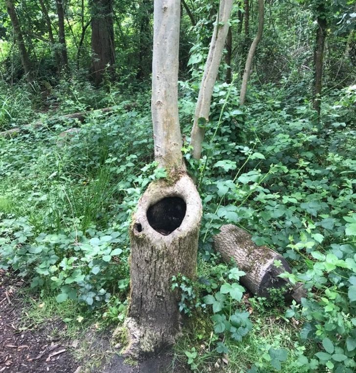 “This tree survived being cut down”