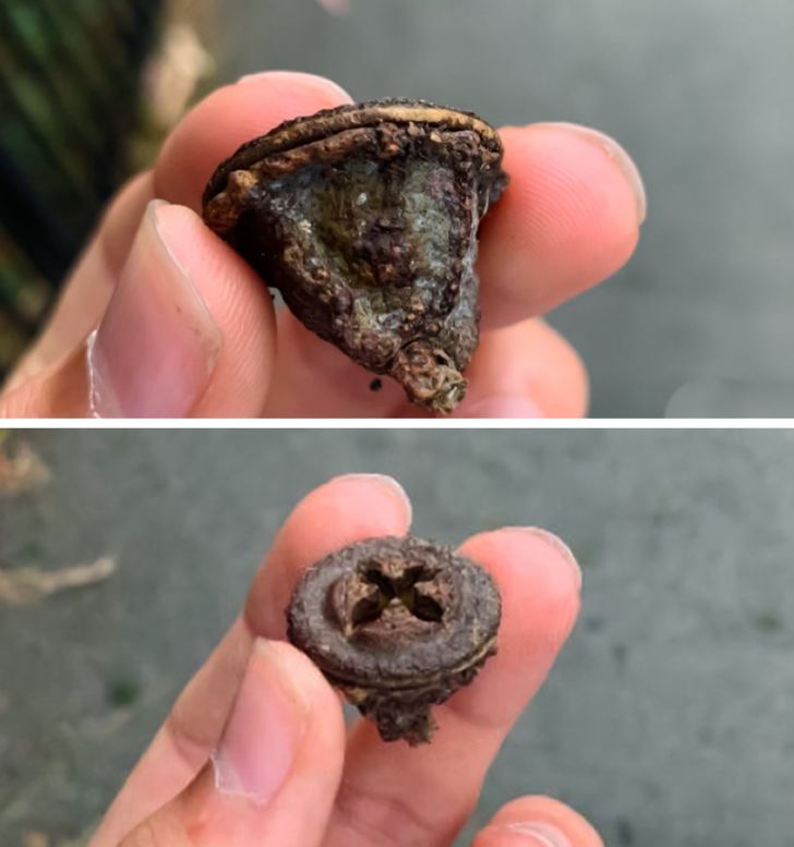 “This seed I found from a tree in San Francisco looks exactly like a rusty screw from above.”