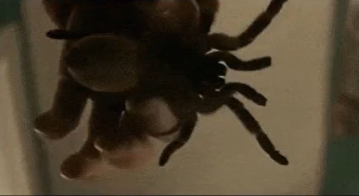 While on a family vacation to Dominican Republic, I saw a naked elderly woman who was angry and obviously high or drunk or something, screaming at a man, until she threw a massive spider at him. It was a real spider, like a tarantula…

Like I don’t even know how to explain to you how weird this was to witness. I have no idea what they were saying because it wasn’t in Spanish it was in Haitian creole.