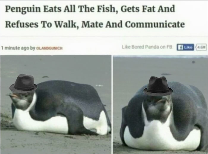 penguin memes - Penguin Eats All The Fish, Gets Fat And Refuses To Walk, Mate And Communicate 1 minute ago by Olandgunich Bored Panda on Fb 46