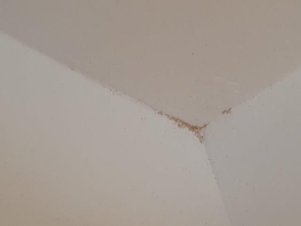 What is this pink “dust” that keeps reappearing in the corners of my kitchen ceiling within a few hours of being cleaned?

A: Clean it away and (lightly) tape a white printer paper over one angle of the corner. Do the spots reappear on the paper or on the wall underneath it?

If it appears on the paper but not on the wall, it originates from the airflow. If it is growing from the wall it should first be visible on the wall underneath the paper, then possibly penetrate the office paper.

If it really is coming through the wall and reappearing in a few hours you most likely have a problem behind it. Living things like bacteria or mold don’t grow that fast in room temperature/humidity if cleaned well. But might be a reservoir of something on the floor above that is seeping through.