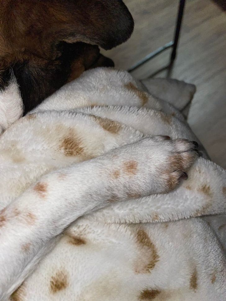 “My dog’s paw has the same pattern as my blanket.”