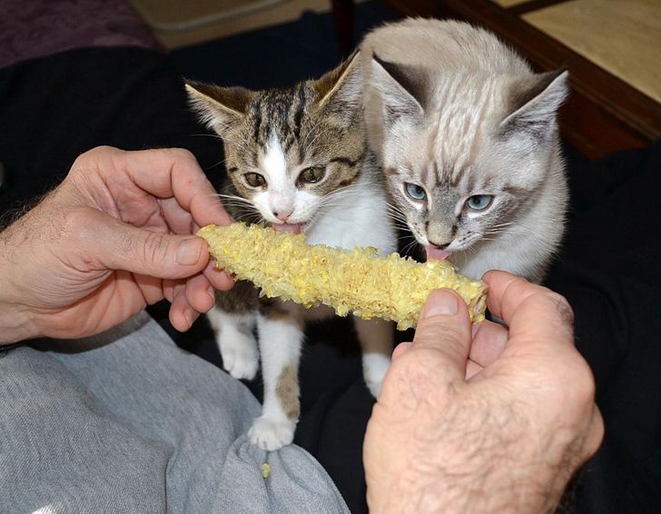 “I took this well-timed picture of our kittens licking butter off of corn at the exact same time.”