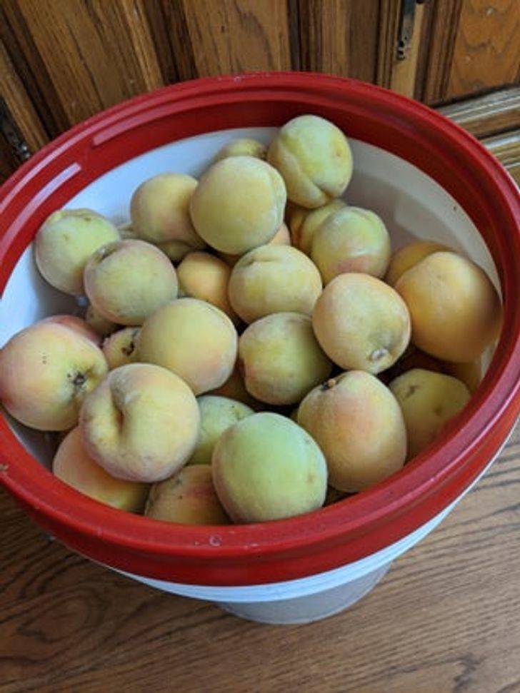 “My dad thought it was a good idea to get up early before everyone else and pick some peaches. They weren’t even close to being ready.”