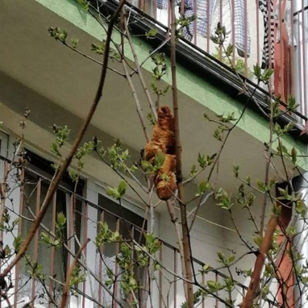 “For 2 days, people were scared of the weird brown thingy on the tree and didn’t open their windows. One lady was so scared, she called an animal protection service.”