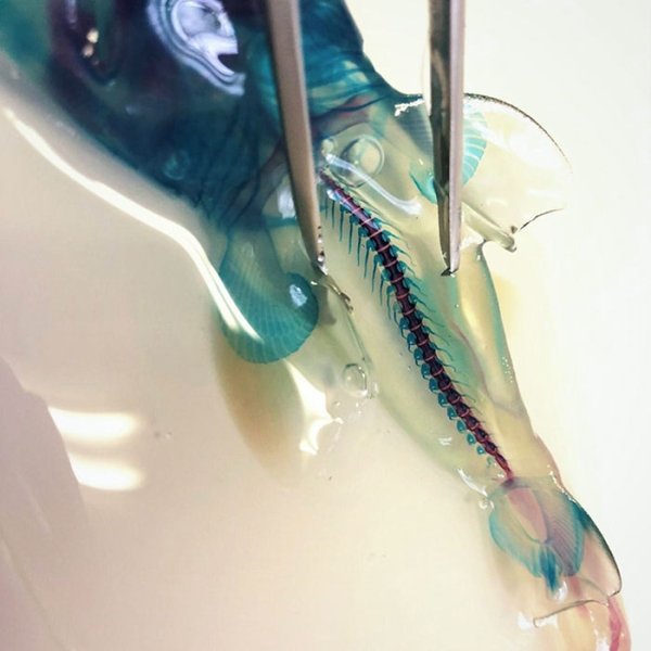 The spinal column of a transparent shark fetus.