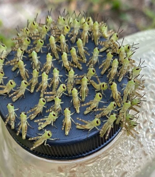 This baby grasshopper army in my friend’s garden.